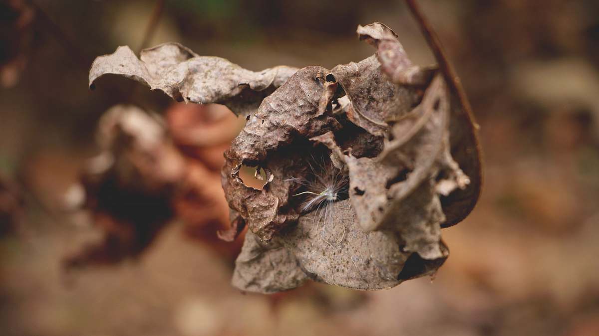 walhalla insect on leaf fall